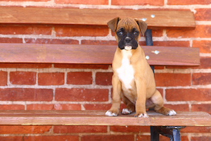 Boxer Puppy Sitting on Bench in Front of Brick Wall
